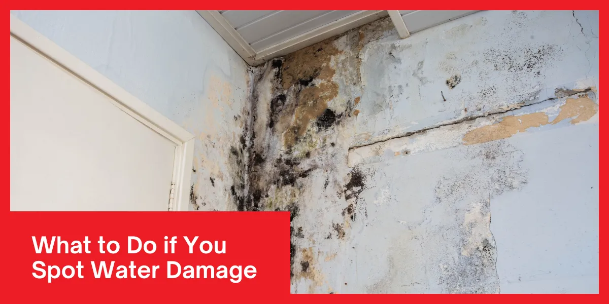 What to Do if You Spot Water Damage