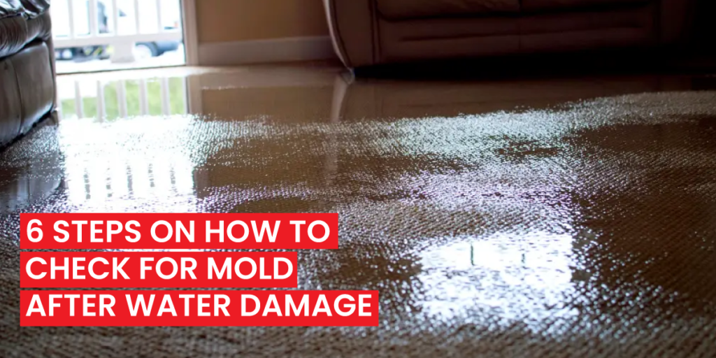 6 Steps on How to Check for Mold After Water Damage