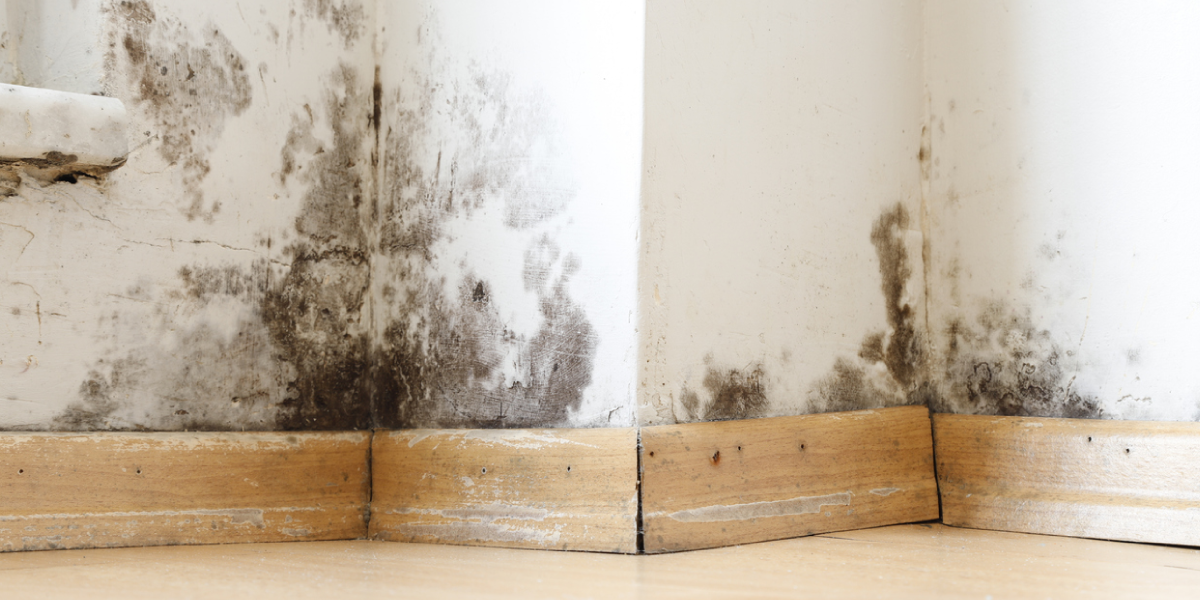 How Does Water Damage Lead to Mold