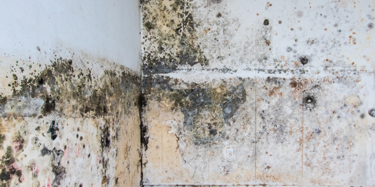 Visible Mold Spots