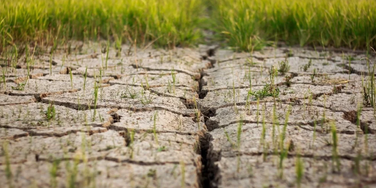 Changes in Vegetation and Soil