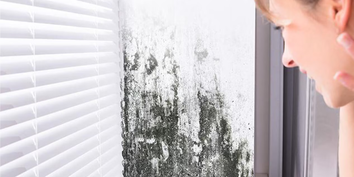Visual Stink 5 Reliable Ways to Test for Mold in Your Home